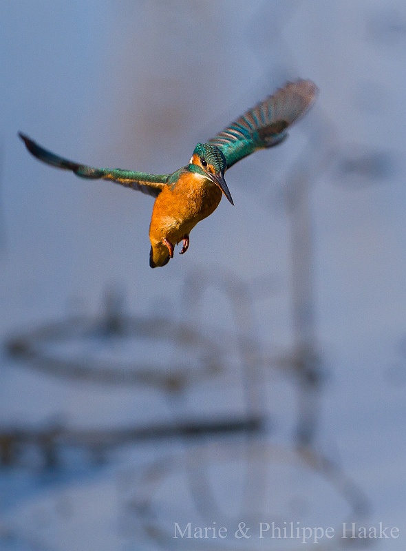 Martin pecheur 5330.jpg - Martin-pêcheur - Common Kingfisher - Alcedo atthis (Etang d'Outines, France, novembre 2011)